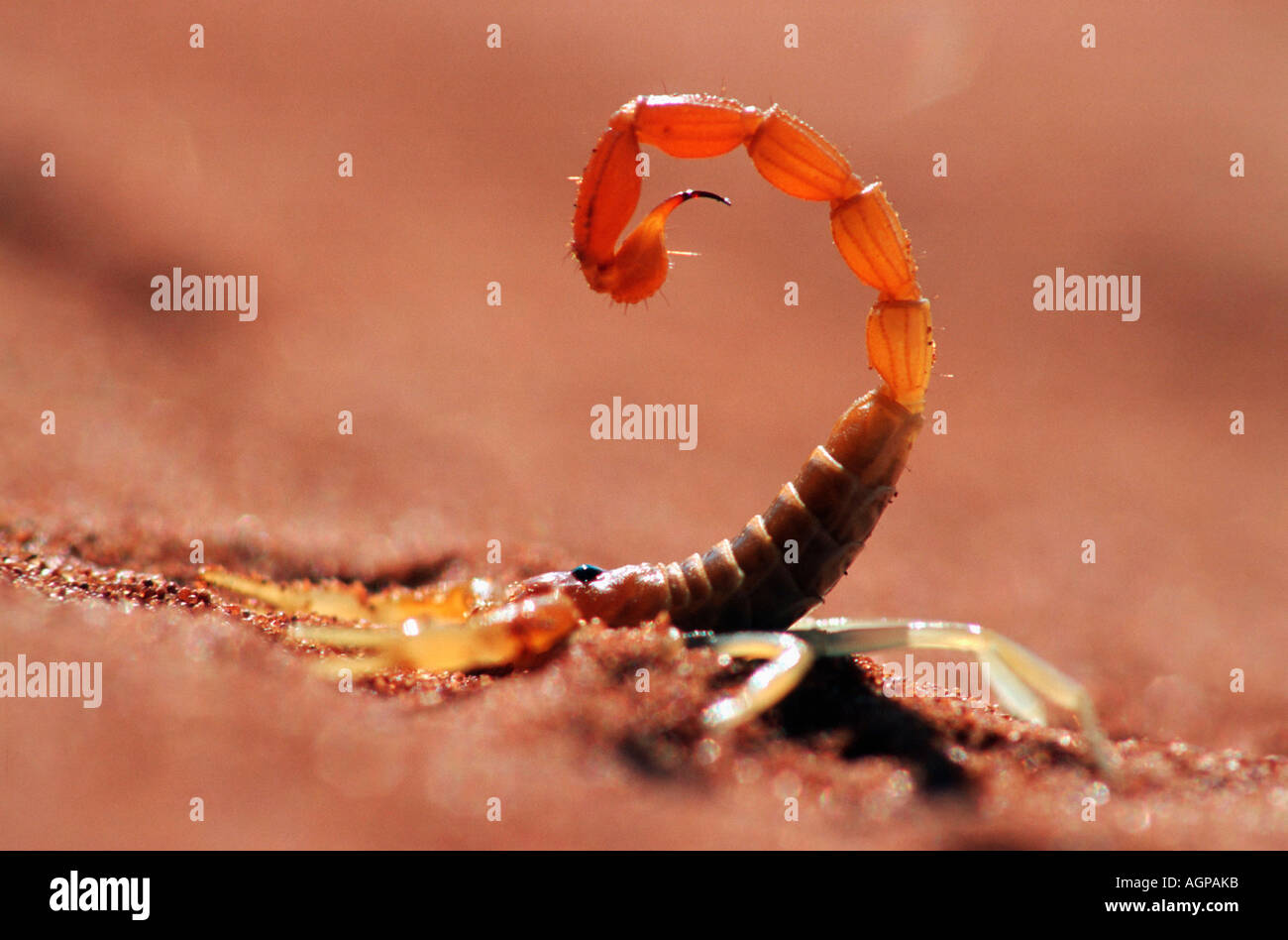 Africa namibia scorpion hires stock photography and images Alamy