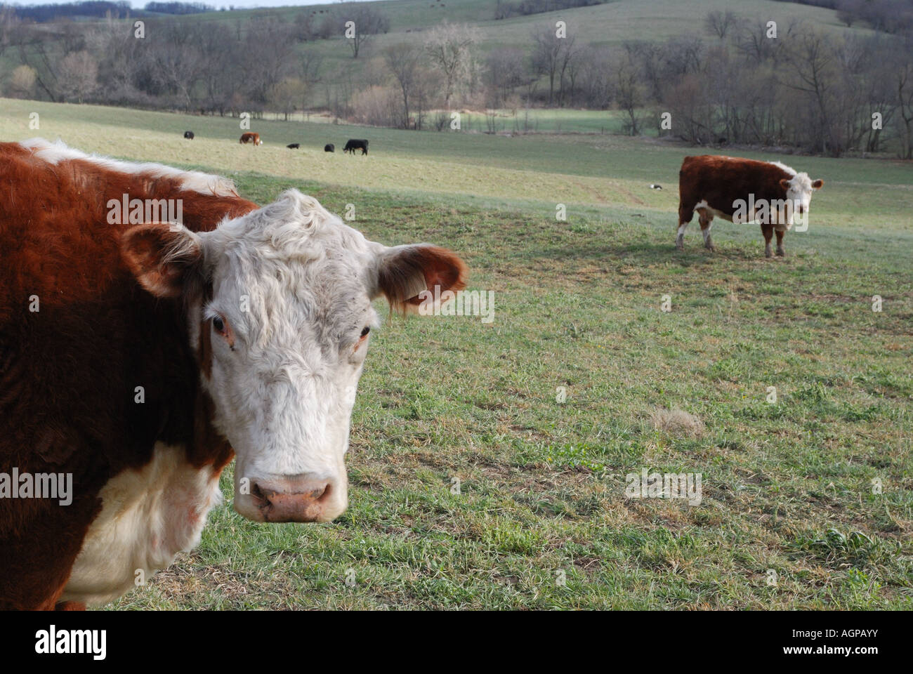 Hereford cows on early spring pasture in Iowa. Closeup of one cow Stock ...