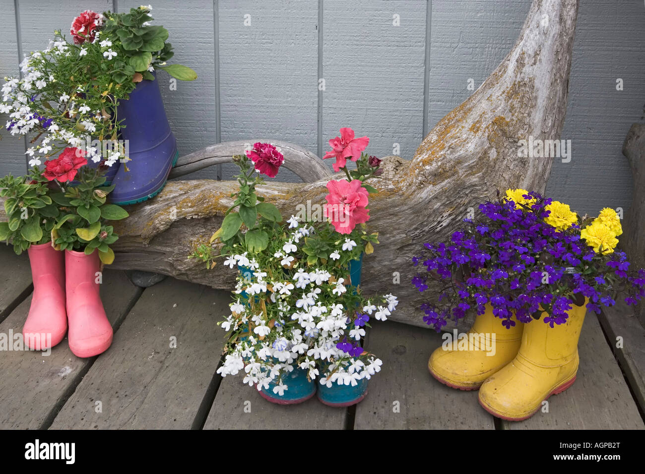 USA, Alaska, Homer. Colorful rubber boots used as flower pots Stock ...