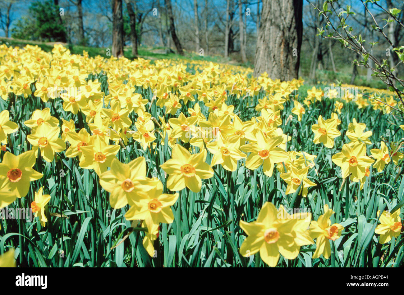 Spring Dafadils Spring flowers daffodil on hi-res stock photography and images - Alamy