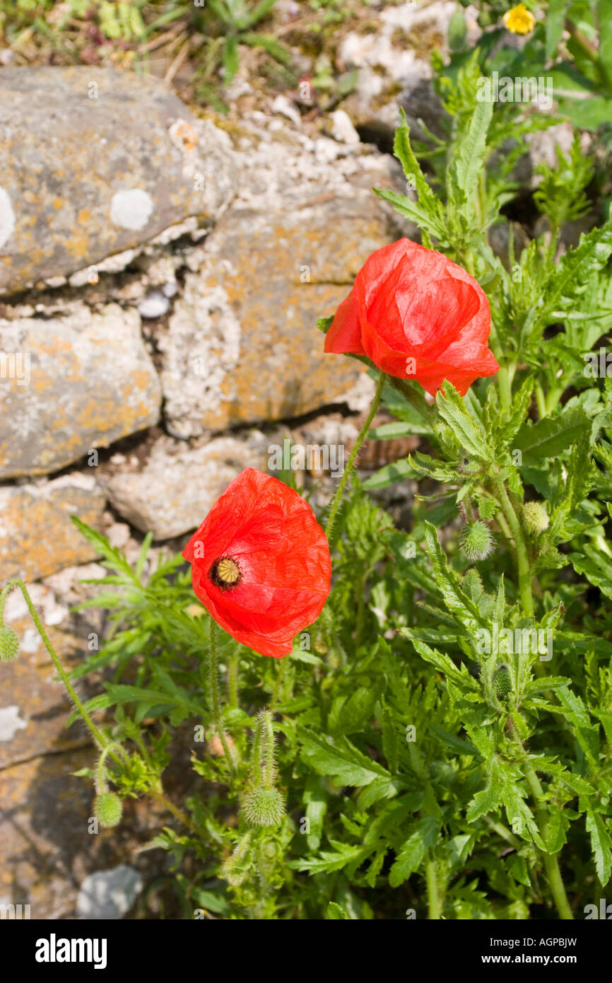 Poppy [Papaver rhoeas] June England Stock Photo - Alamy