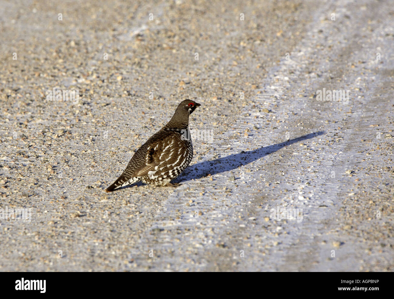 Fool Hen High Resolution Stock Photography and Images - Alamy