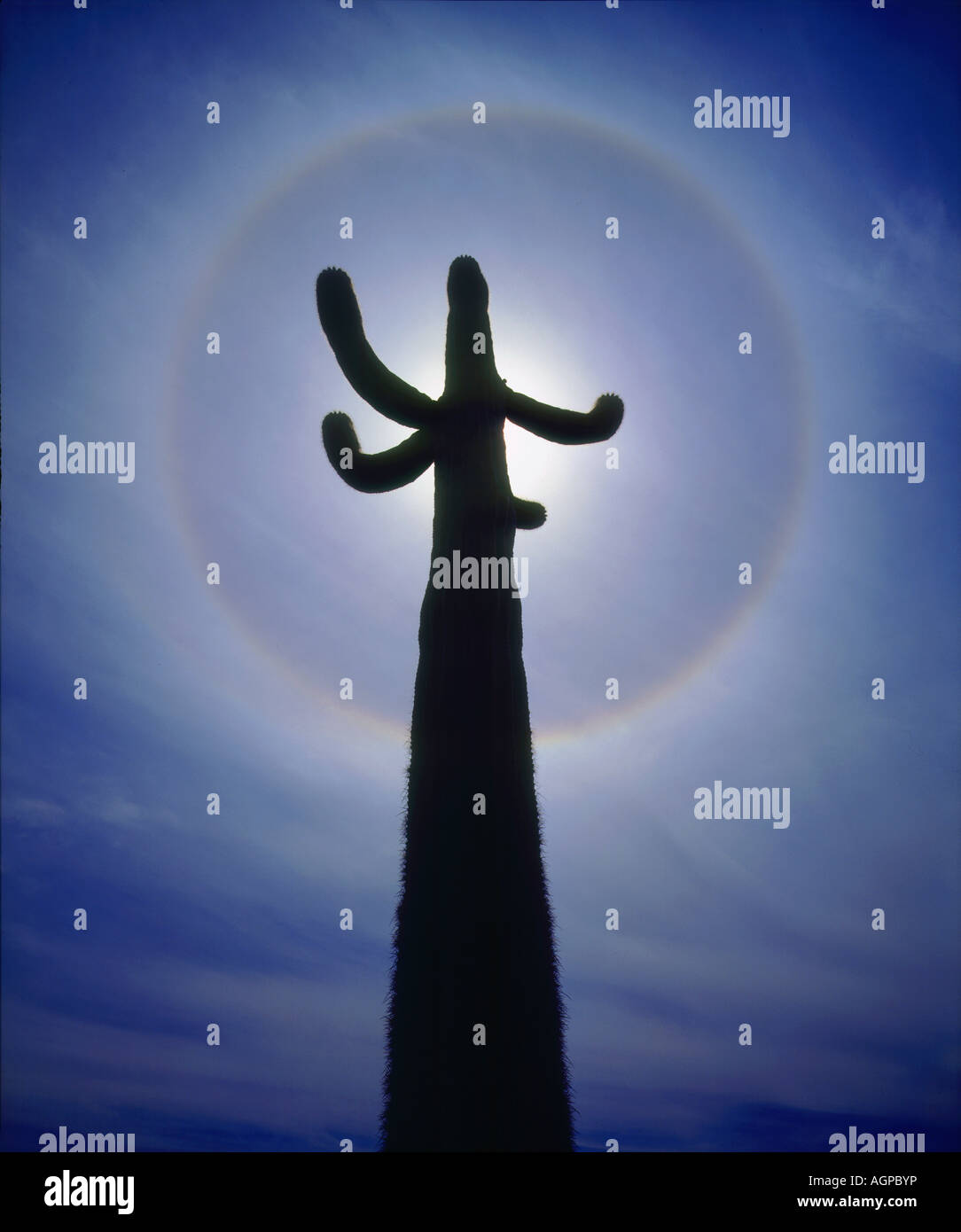 USA, Arizona, Organ Pipe Cactus National Monument. The sun's halo around a saguaro cactus. Stock Photo