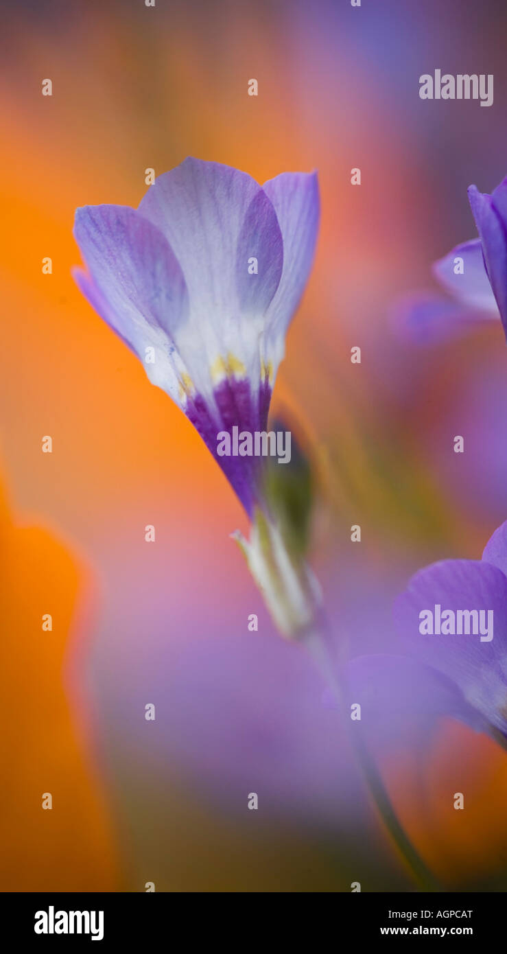 USA, California, Antelope Valley, Gilia flower close-up. Stock Photo
