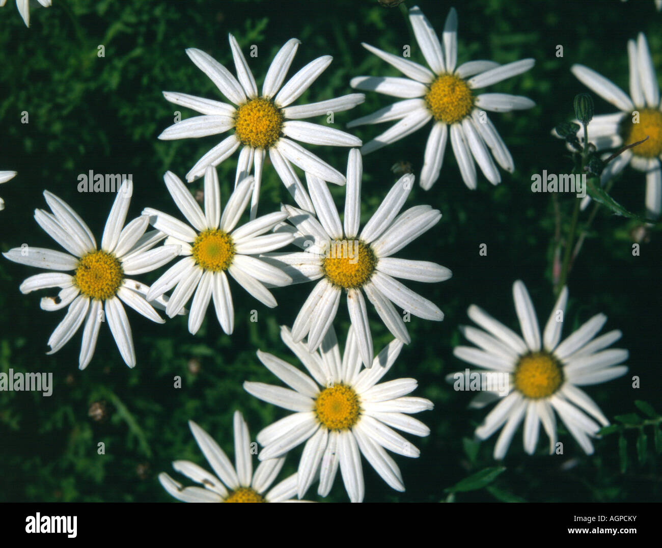 Argyranthemum frutescens. Stock Photo