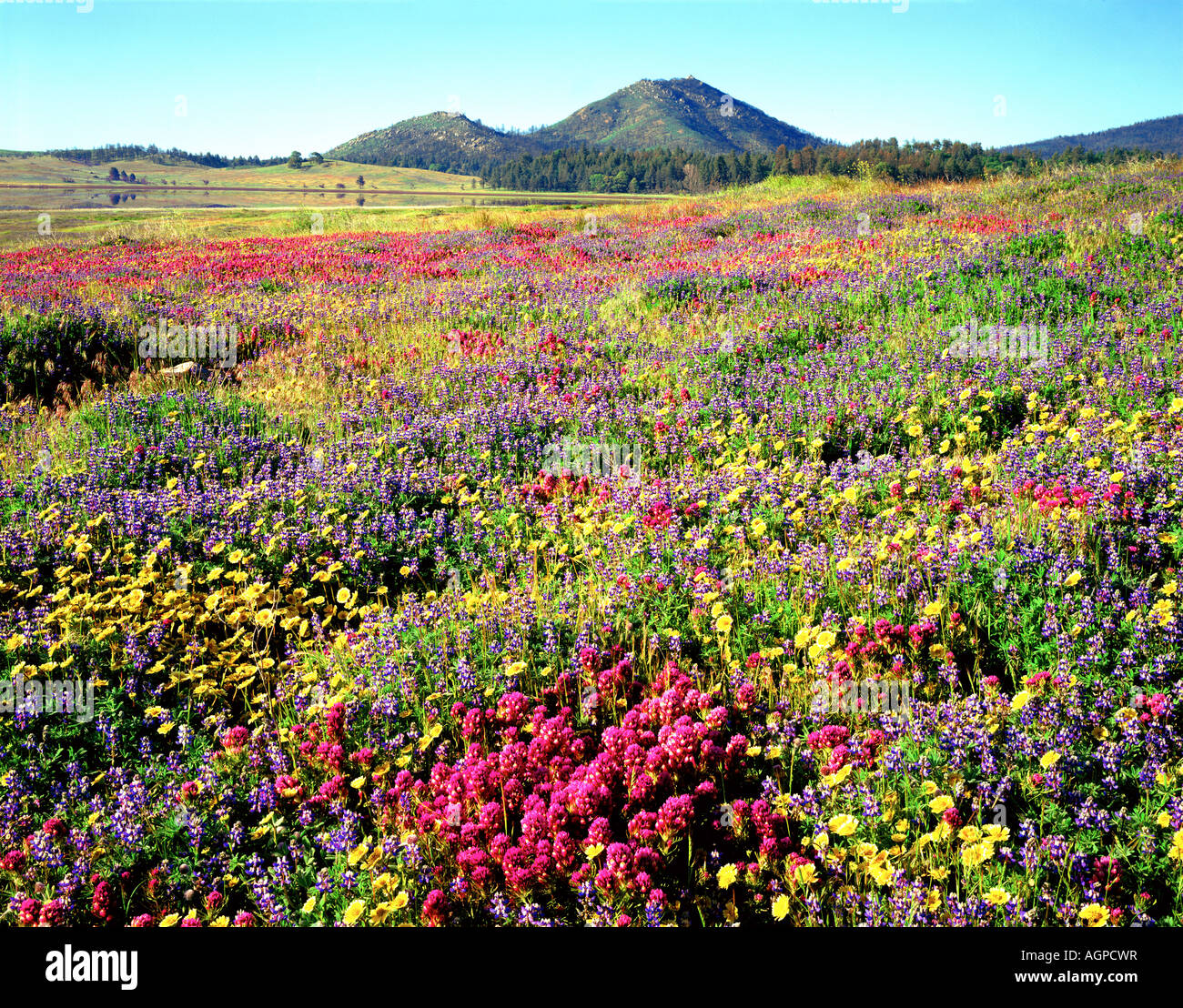 USA, California, Cuyamaca Rancho State Park. Wildflowers near Lake Cuyamaca and Stonewall Peak. Stock Photo