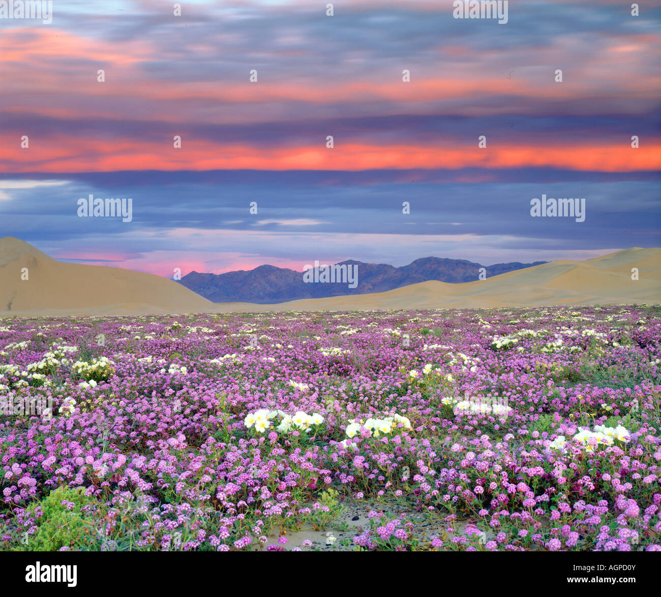 USA, California, Dumont Dunes. Sand verbena and dune primrose wildflowers at sunset. Stock Photo