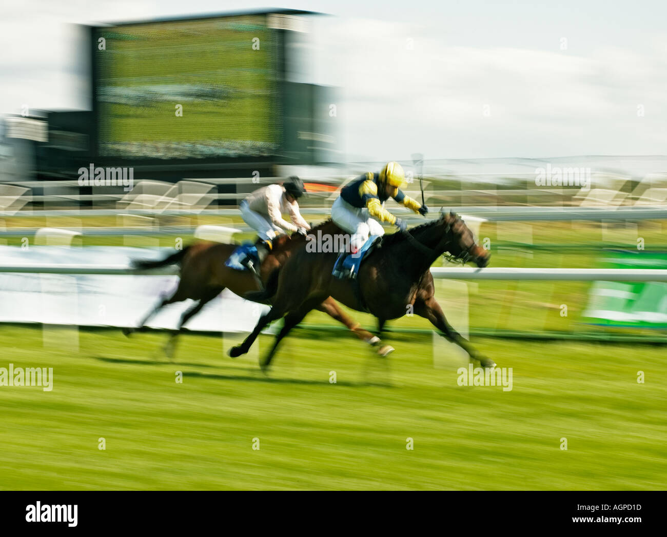 Horse racing, racehorses at a racecourse racing for the finishing post ...