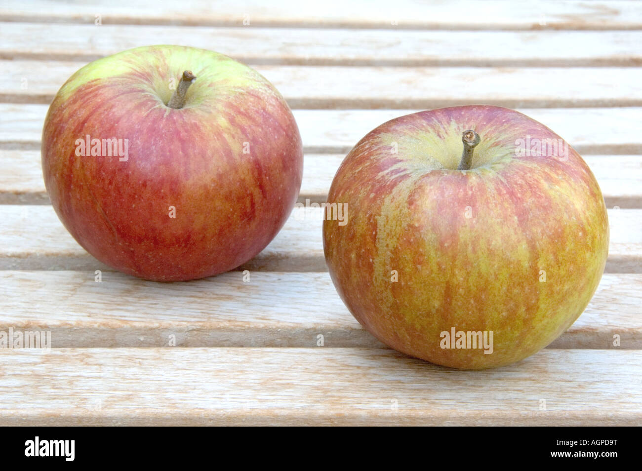 Cox s Orange Pippin Apples Malus domestica Stock Photo