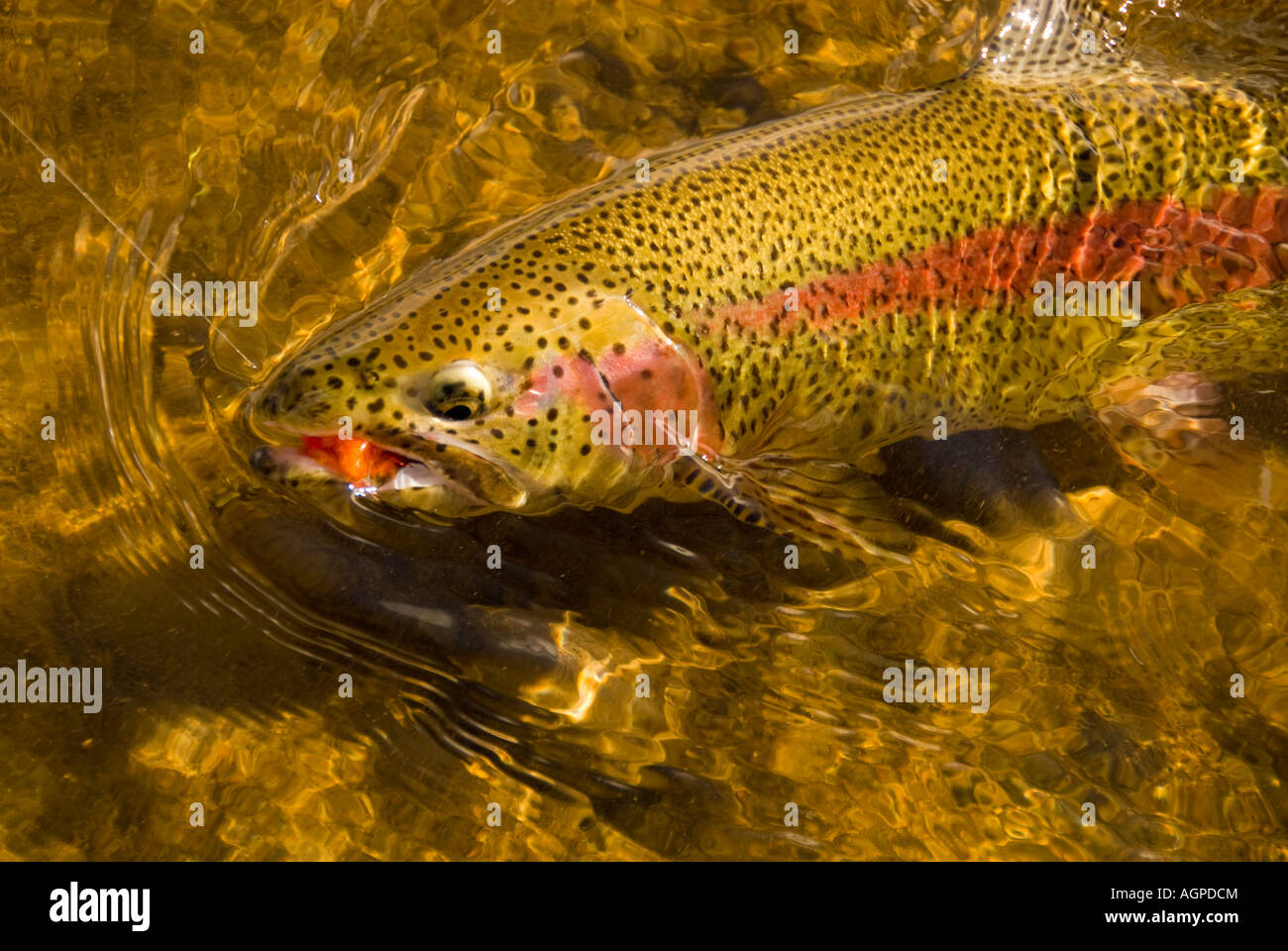 Alaska Southwest Colorful Rainbow Trout caught and released by fly fisherman on the King Salmon River near Wood-Tikchik St. Park Stock Photo