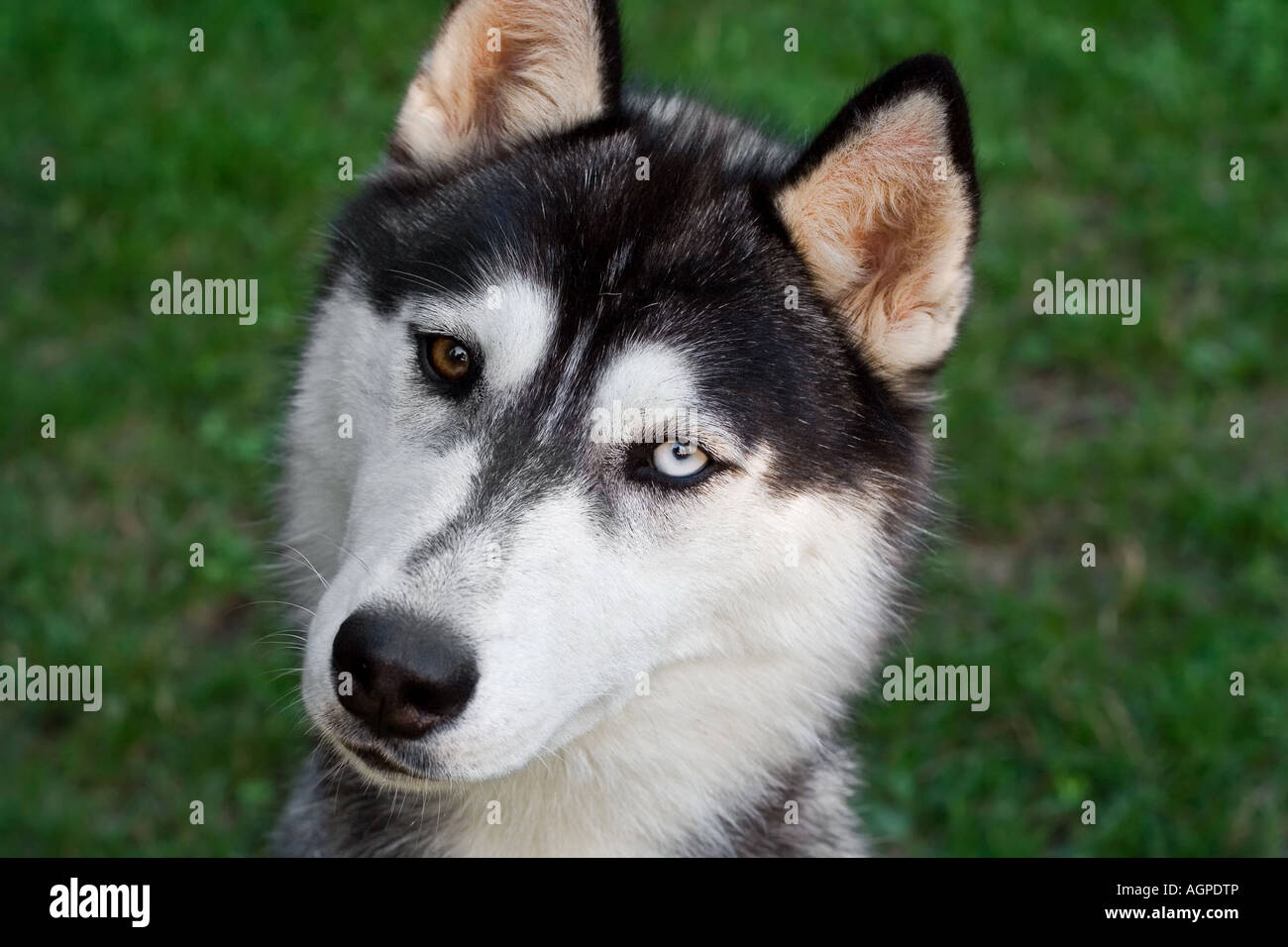Husky Dog Looking Up Into The Camera One Eye Blue One Eye Brown Stock Photo Alamy Husky Dog Looking Up Into The Camera One Eye Blue One Eye Brown Stock Photo Alamy