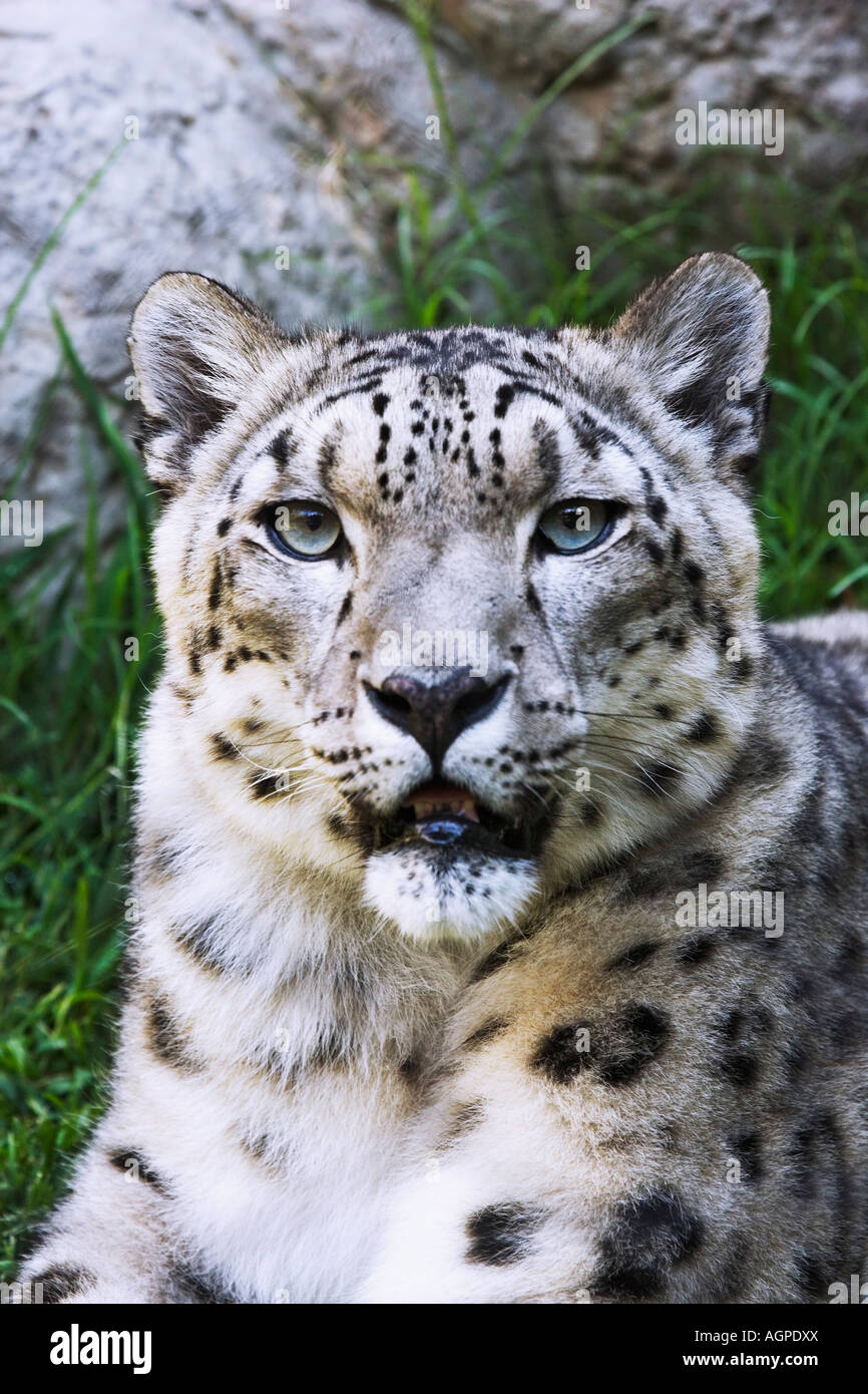 USA, California, Sacramento. Portrait of an endangered animal, the snow leopard, at the Sacramento Zoo Stock Photo - Alamy USA, California, Sacramento. Portrait of an endangered animal, the snow leopard, at the Sacramento Zoo Stock Photo - Alamy