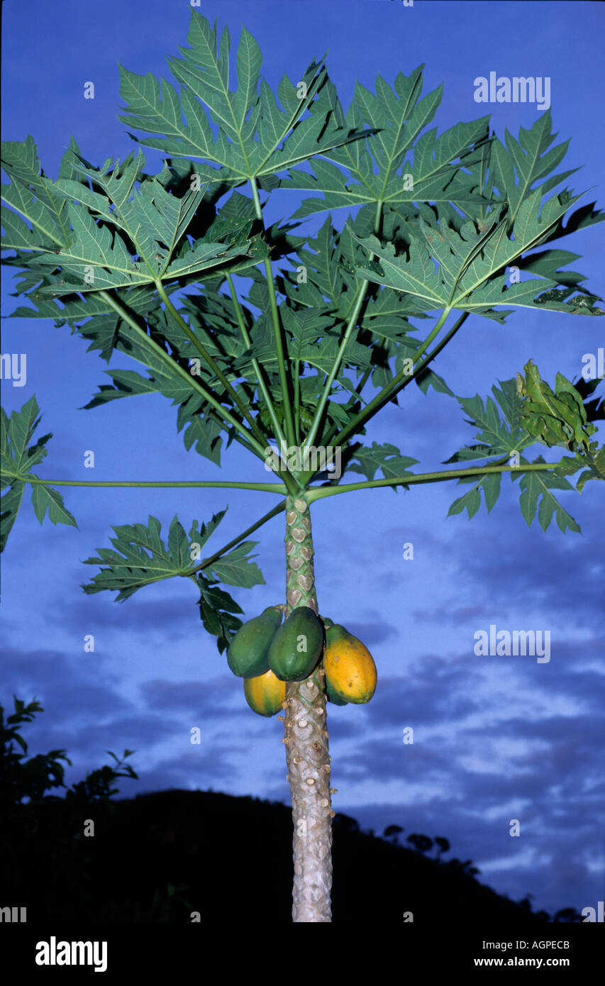 papaya fruit on papaya tree Stock Photo Alamy