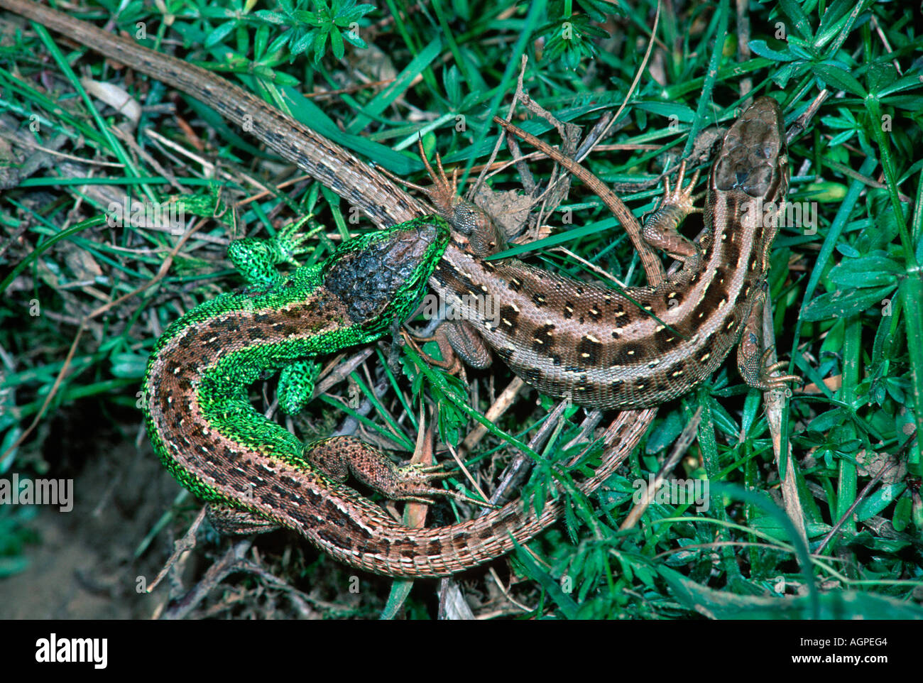 Sand lizard from above hi-res stock photography and images - Alamy