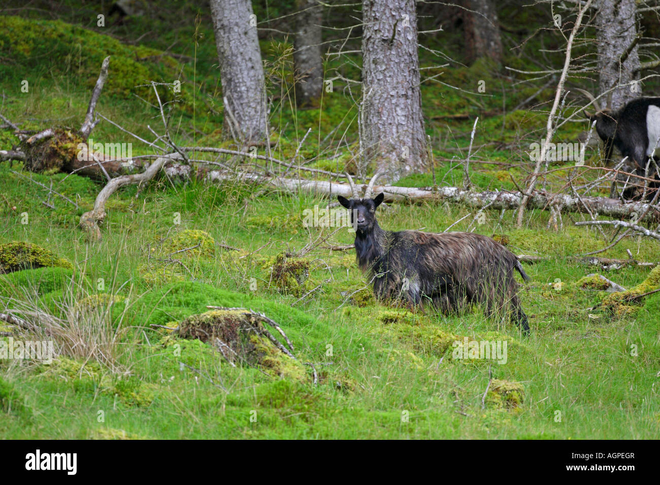 Feral Goat Capra hircus standing on hillside amongst fallen pine trees