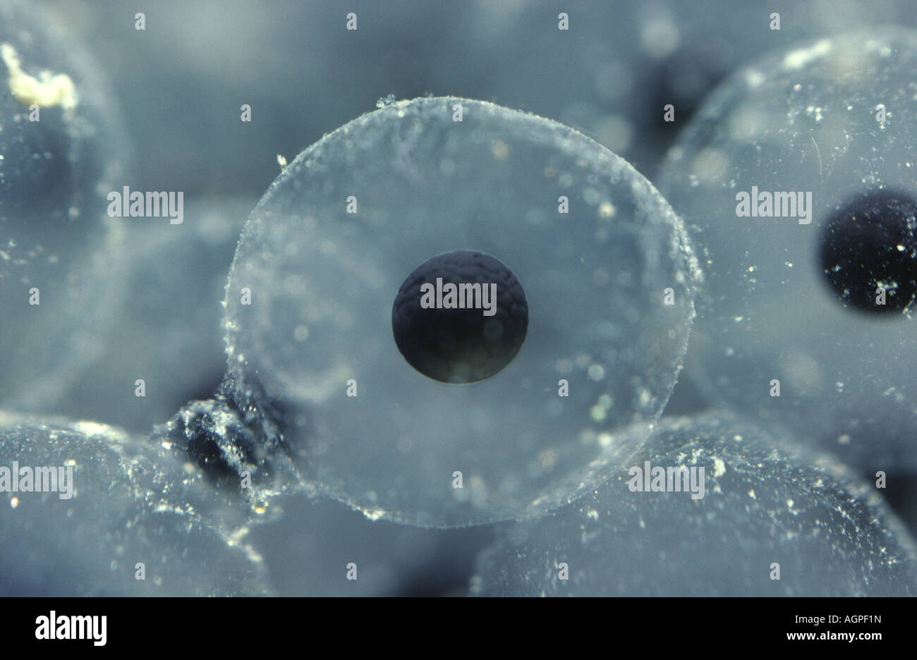 Common Frog Rana temporaria Close up of Common Frog egg in jelly