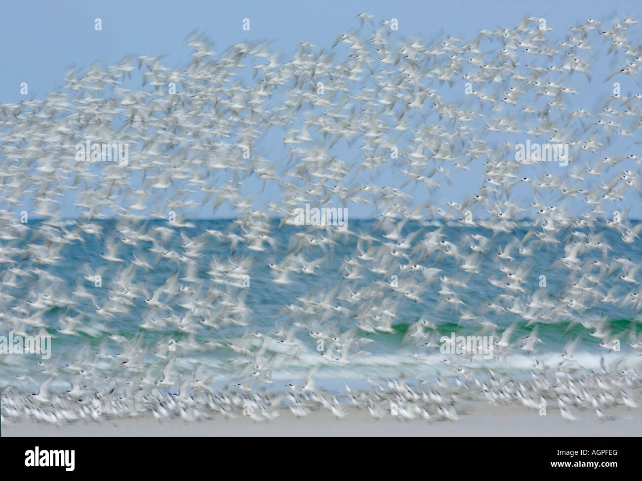 USA, Florida, Fort De Soto Park, Tierra Verde Key. White blur of terns taking flight. Stock Photo