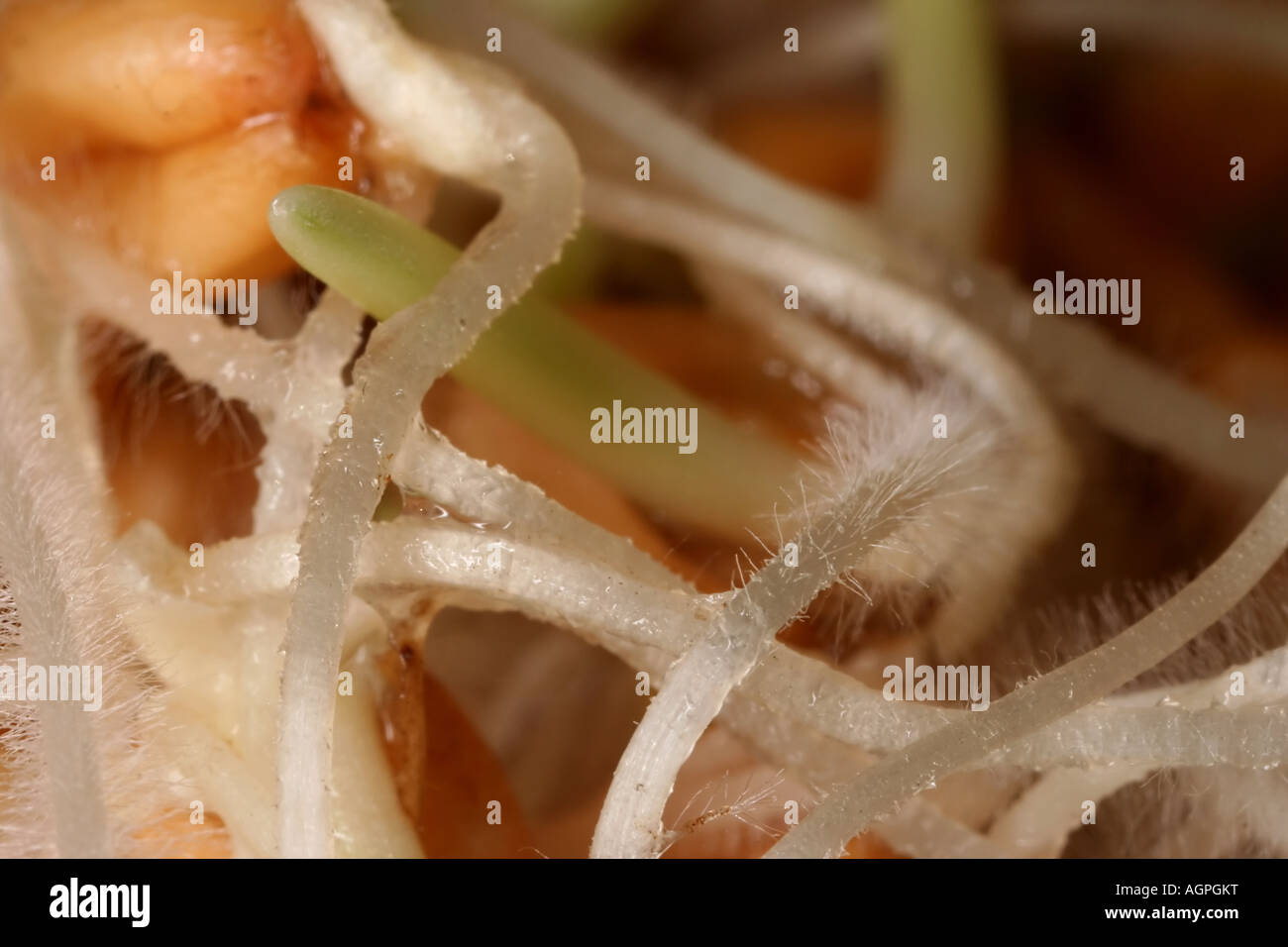 extreme macro of sprouting wheat germs Stock Photo