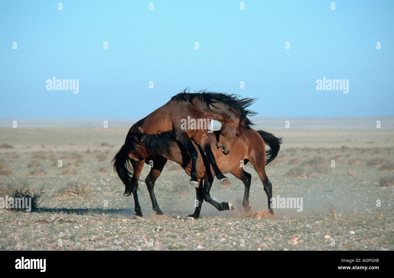 Wild_horses hi-res stock photography and images - Alamy