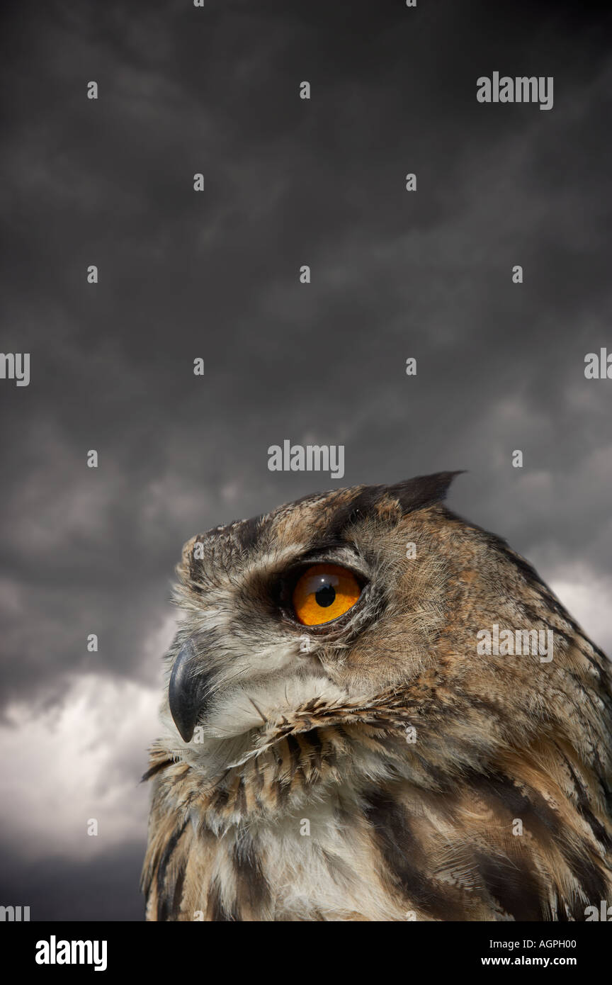 EUROPEAN EAGLE OWL AGAINST STORMY SKY BACKGROUND Stock Photo