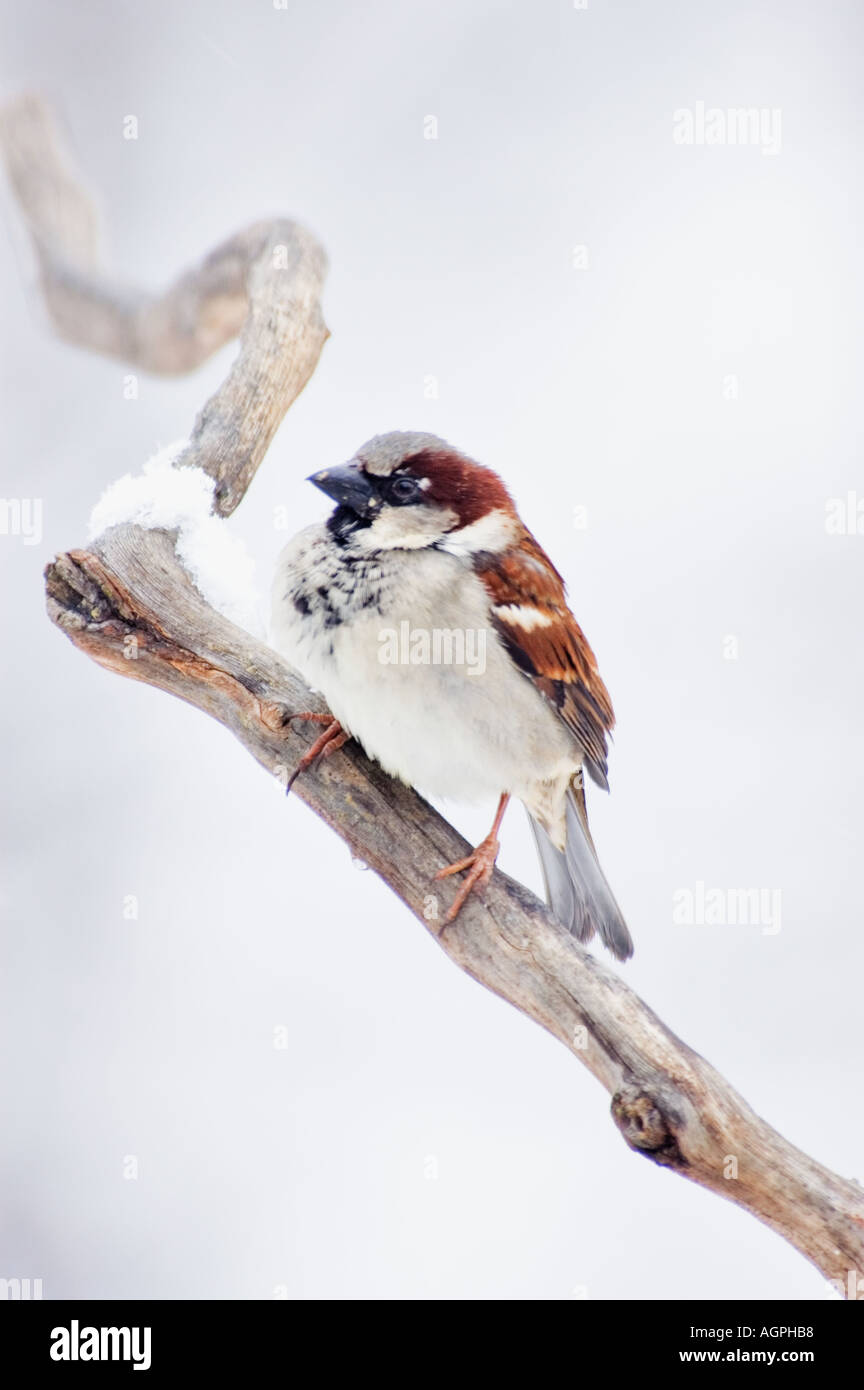 About sparrow hi-res stock photography and images - Alamy