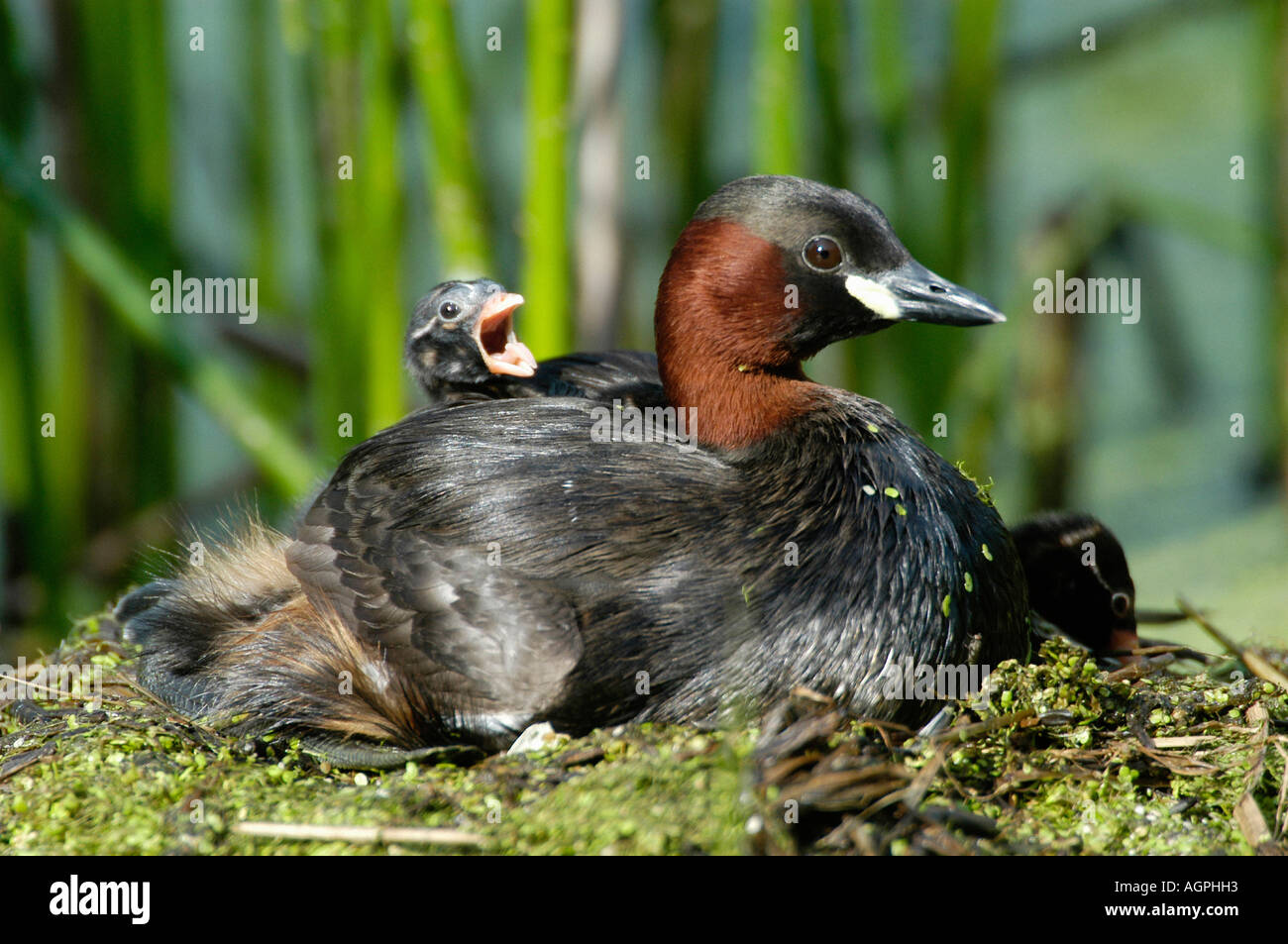Little grebe nest with female and chicks hi-res stock photography and ...