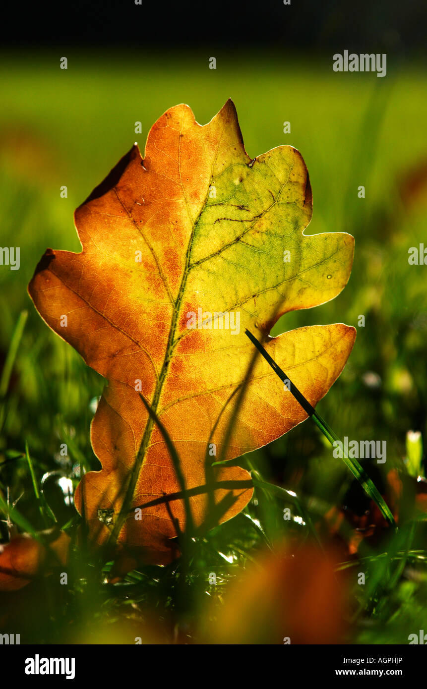 Oak leaf Stock Photo