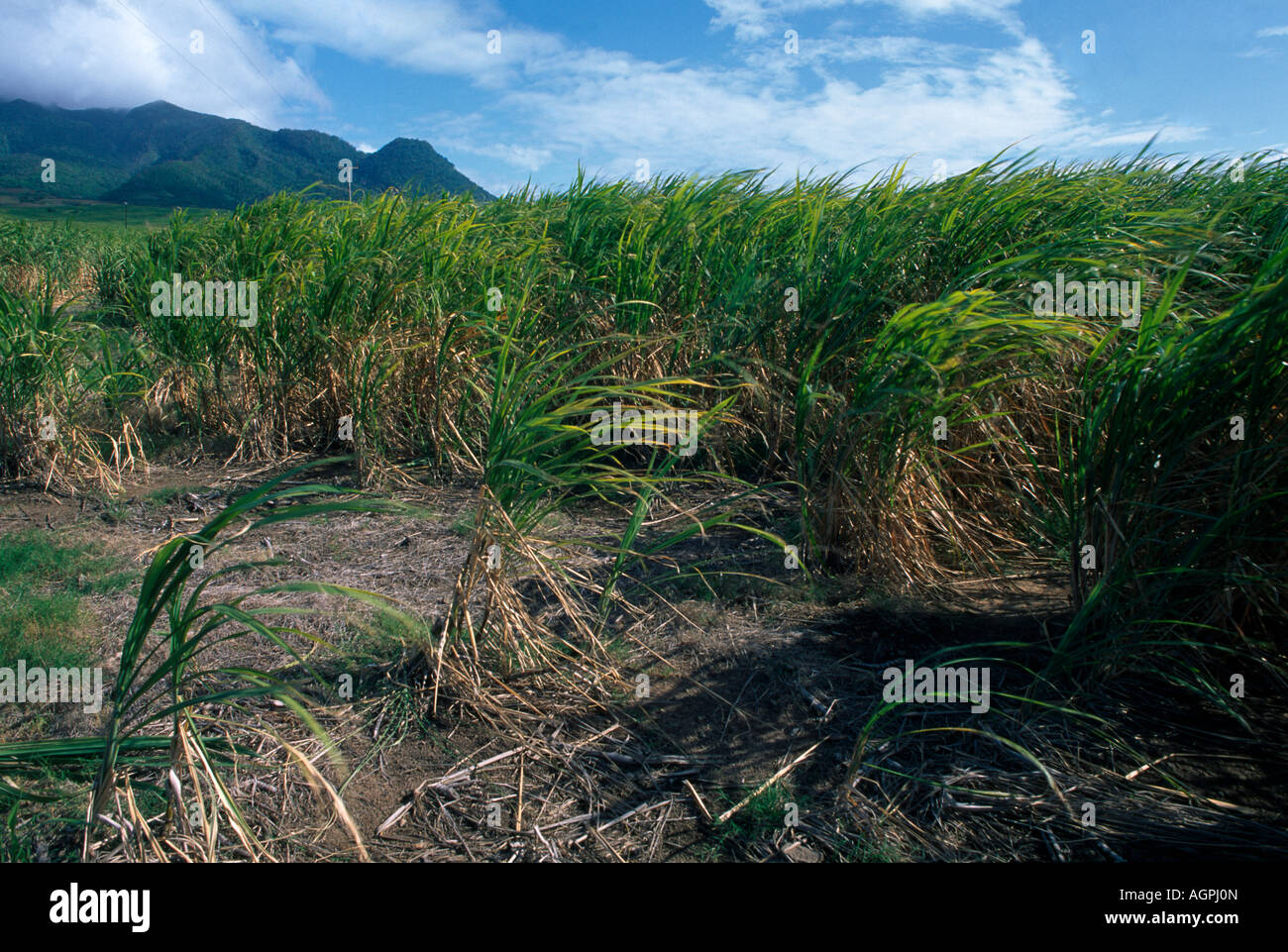 Sugar Cane Growing St Kitts Stock Photo Alamy