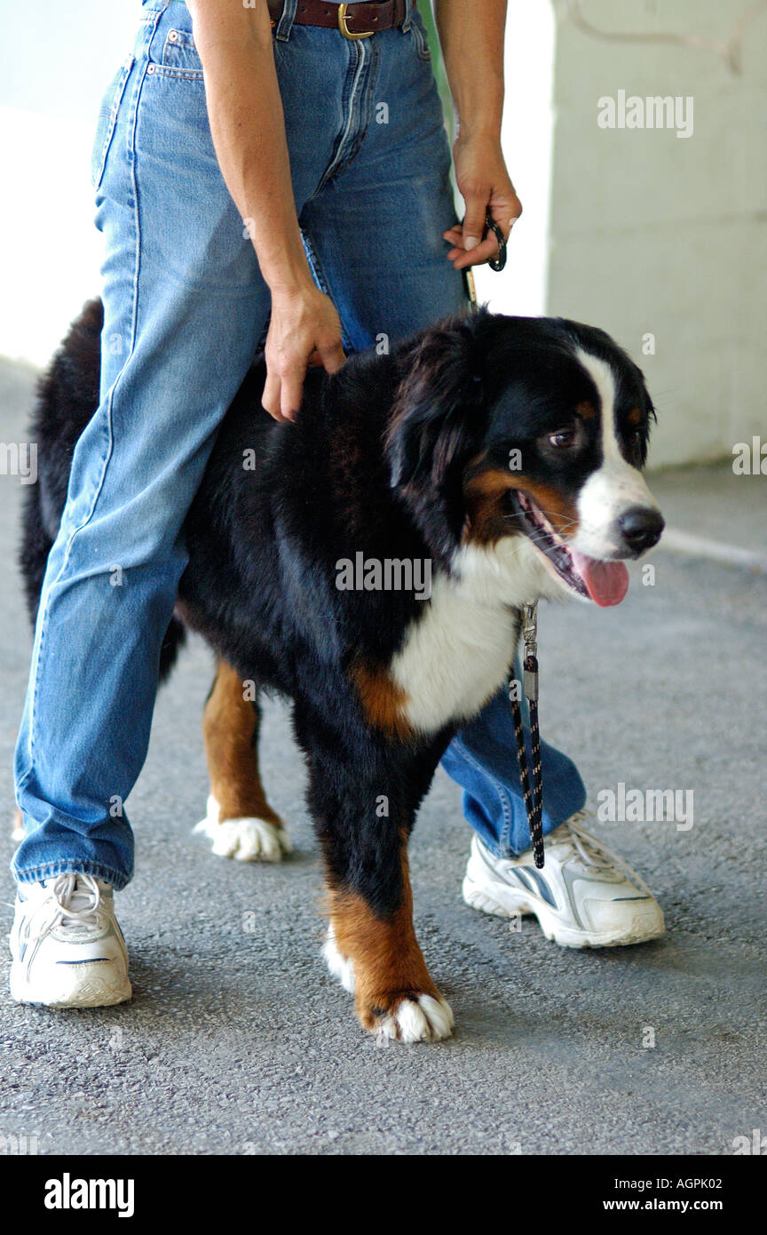 Bernese Mountain Dog With Owner Corydon Indiana Stock Photo Alamy