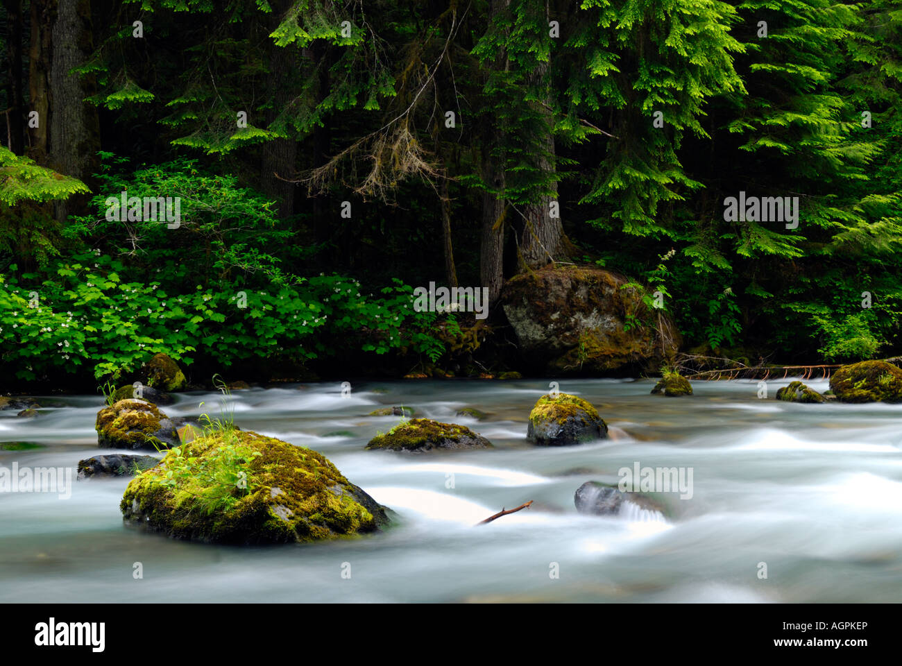 The Dungeness Forks River from Dungeness Forks Campground in Washington