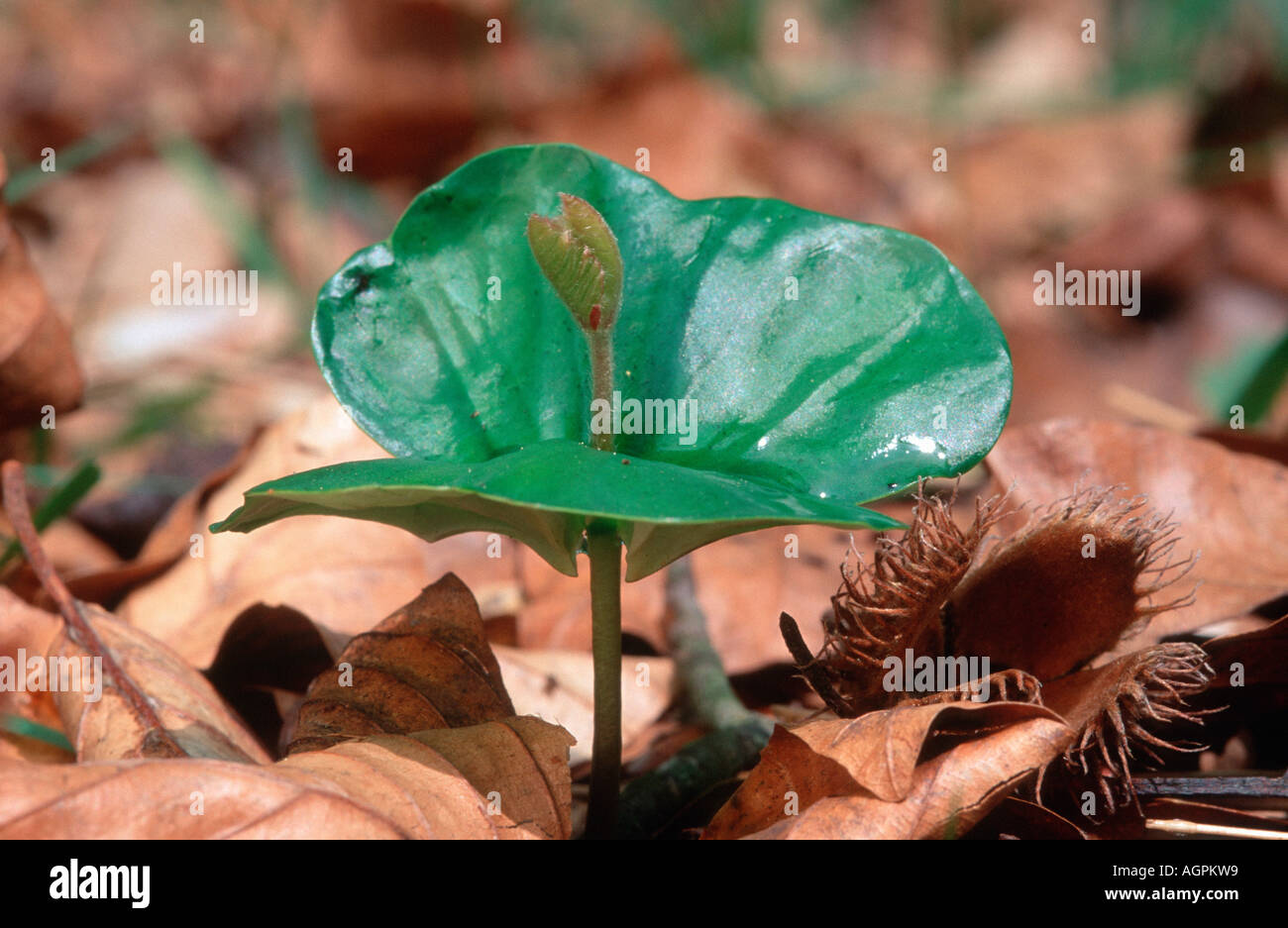 Beech Tree Seedling Stock Photo Alamy