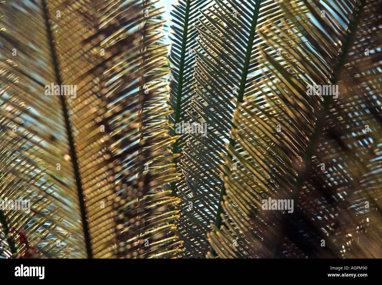 Cycas calcicola Northern Territory Australia Stock Photo