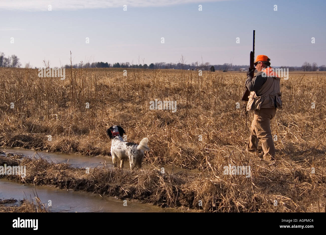 Upland Hunter English Setter During Quail Hunt Southern Indiana Stock Photo