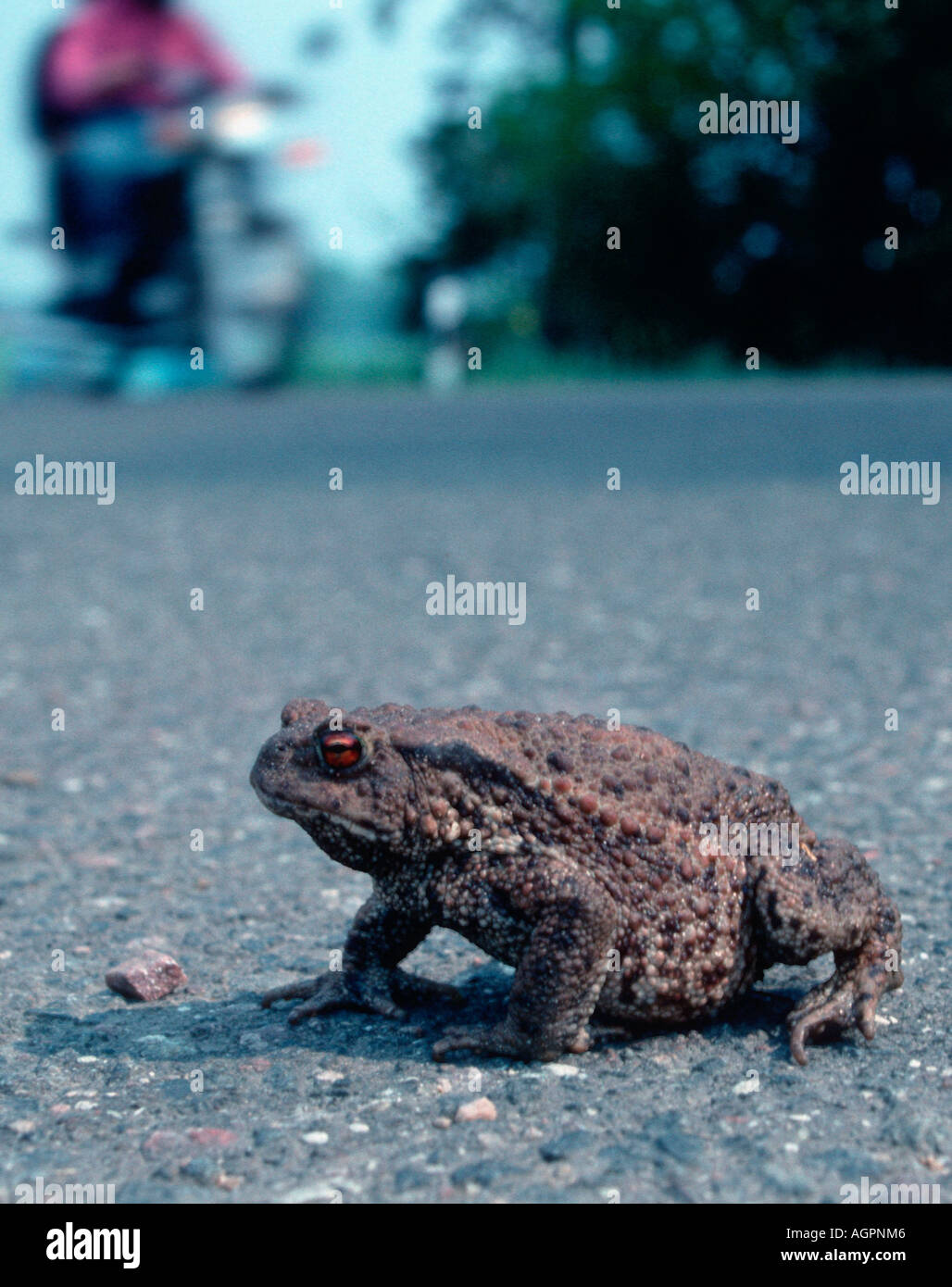 Common toads road hi-res stock photography and images - Alamy