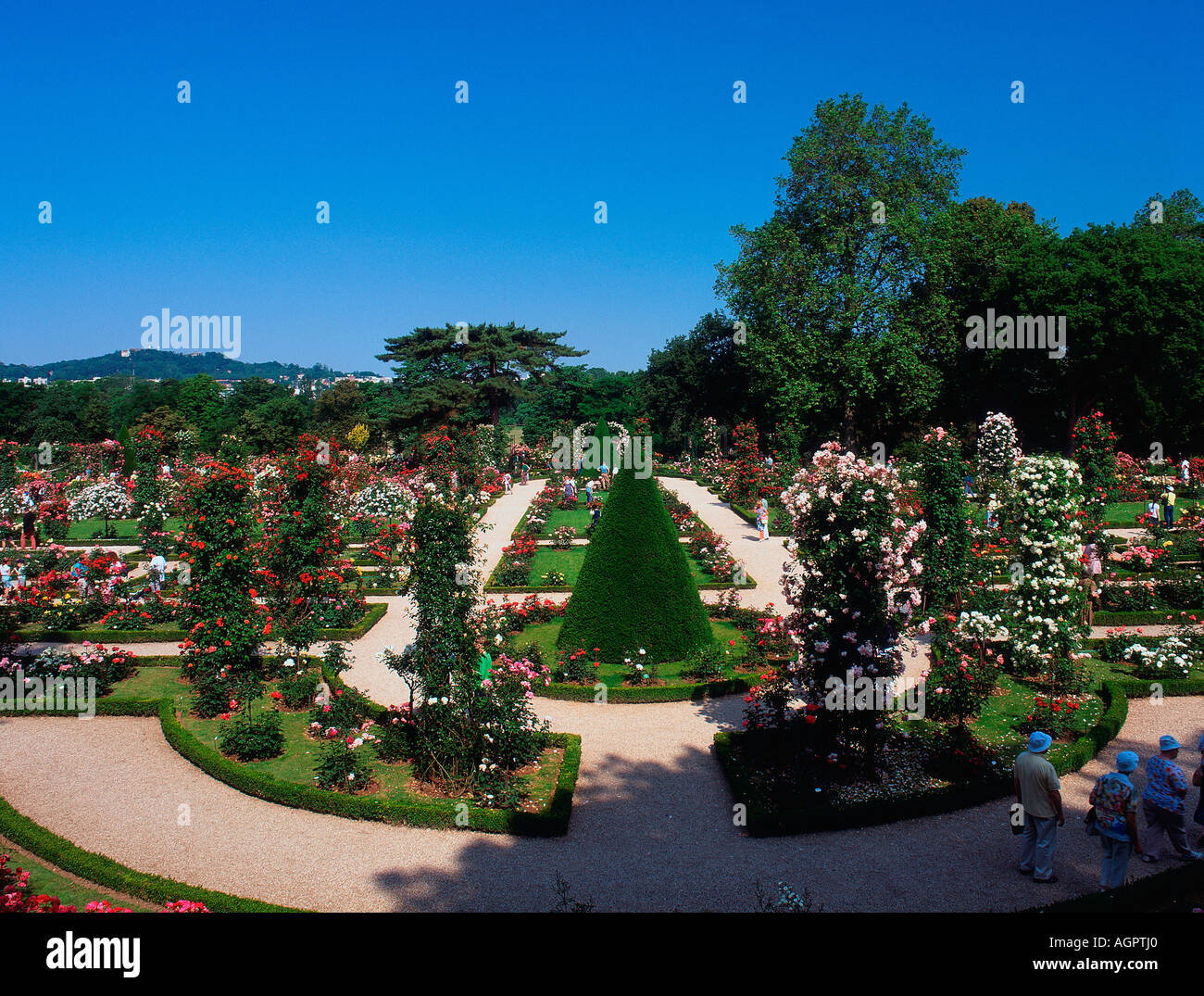 Rose Garden Parc De Bagatelle Stock Photo Alamy