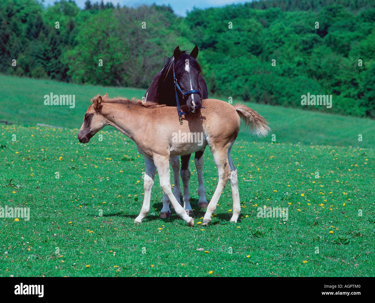 American Paint Horse / Quarter Horse Stock Photo Alamy