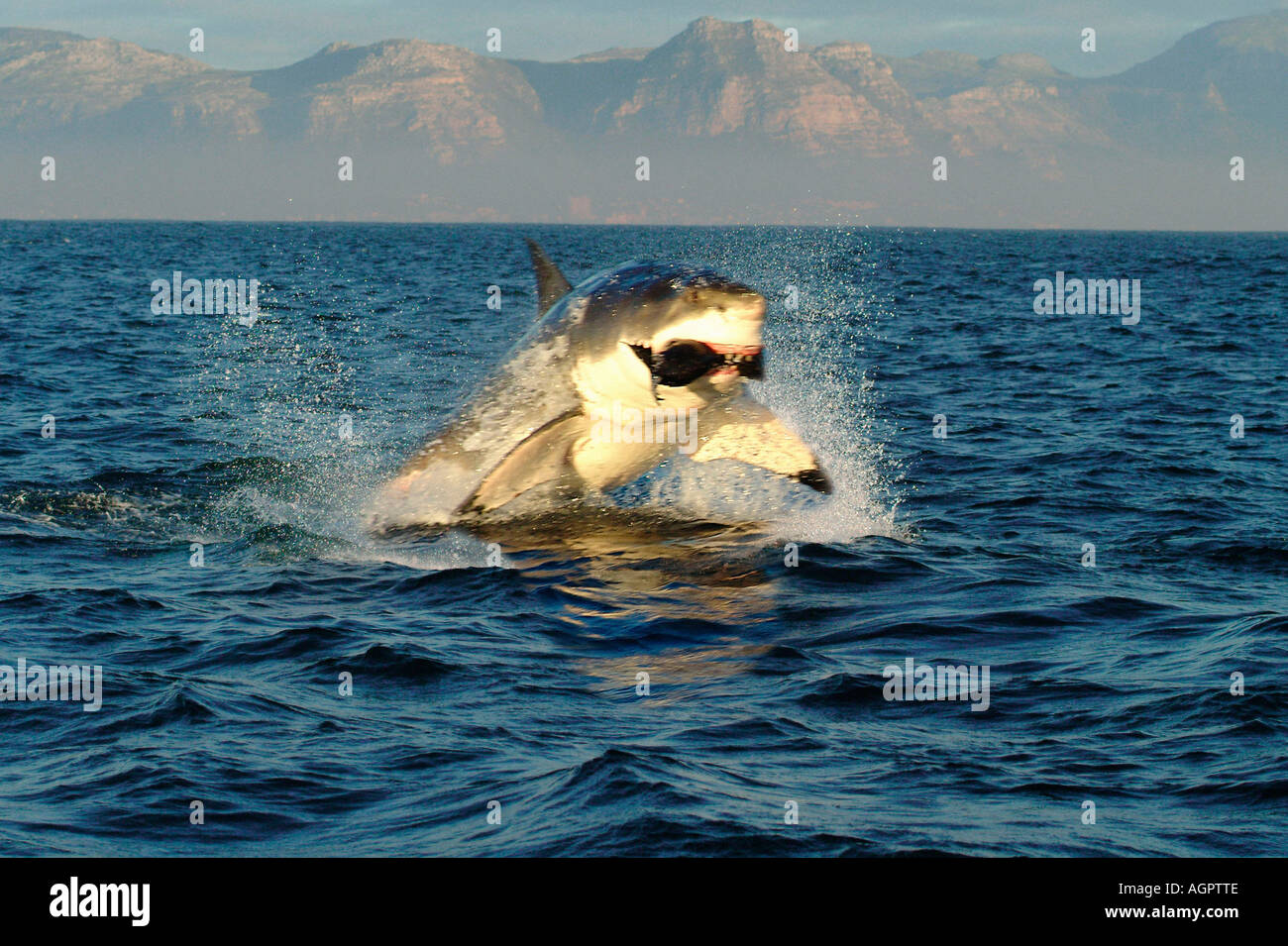 Great White Shark / White Pointer Stock Photo Alamy