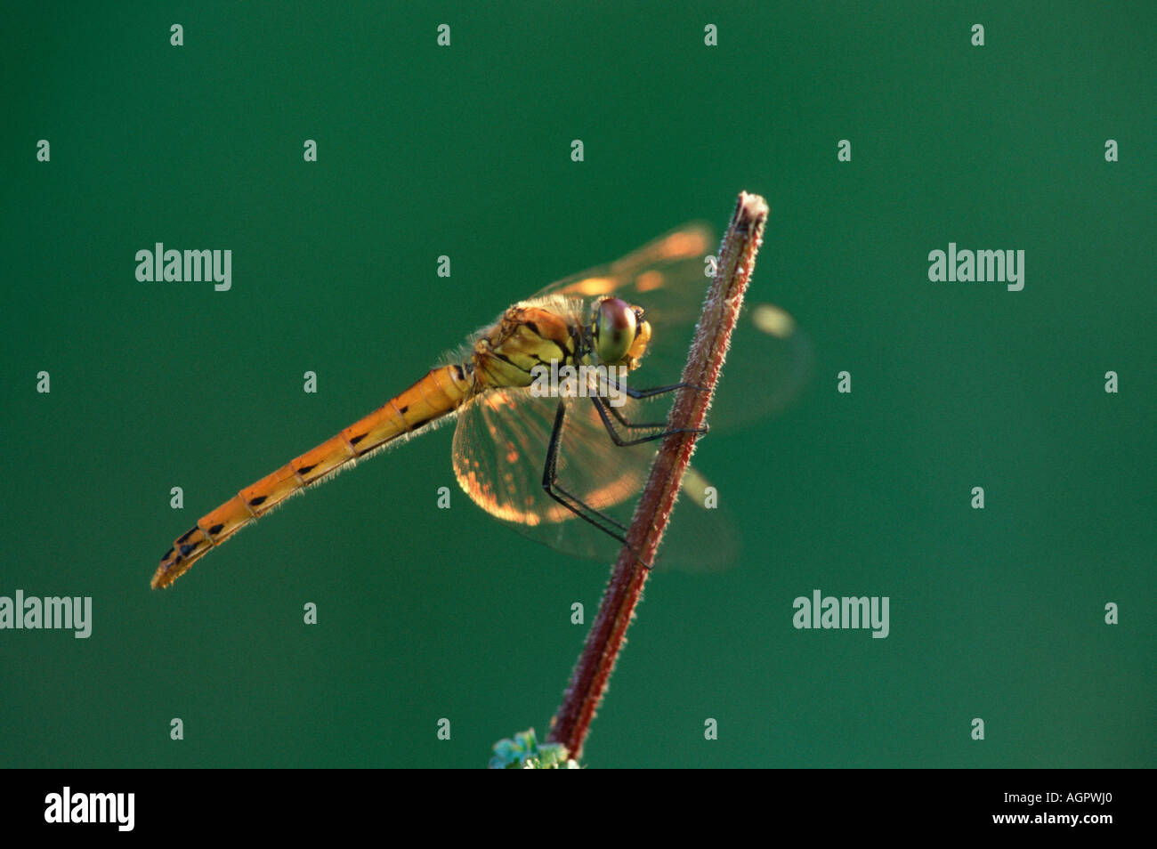 Eurasian Red Dragonfly / Sumpf-Heidelibelle Stock Photo