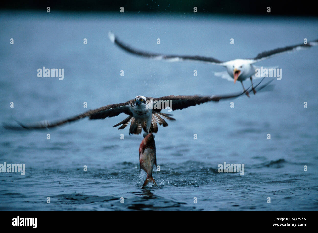 Osprey / Fischadler Stock Photo