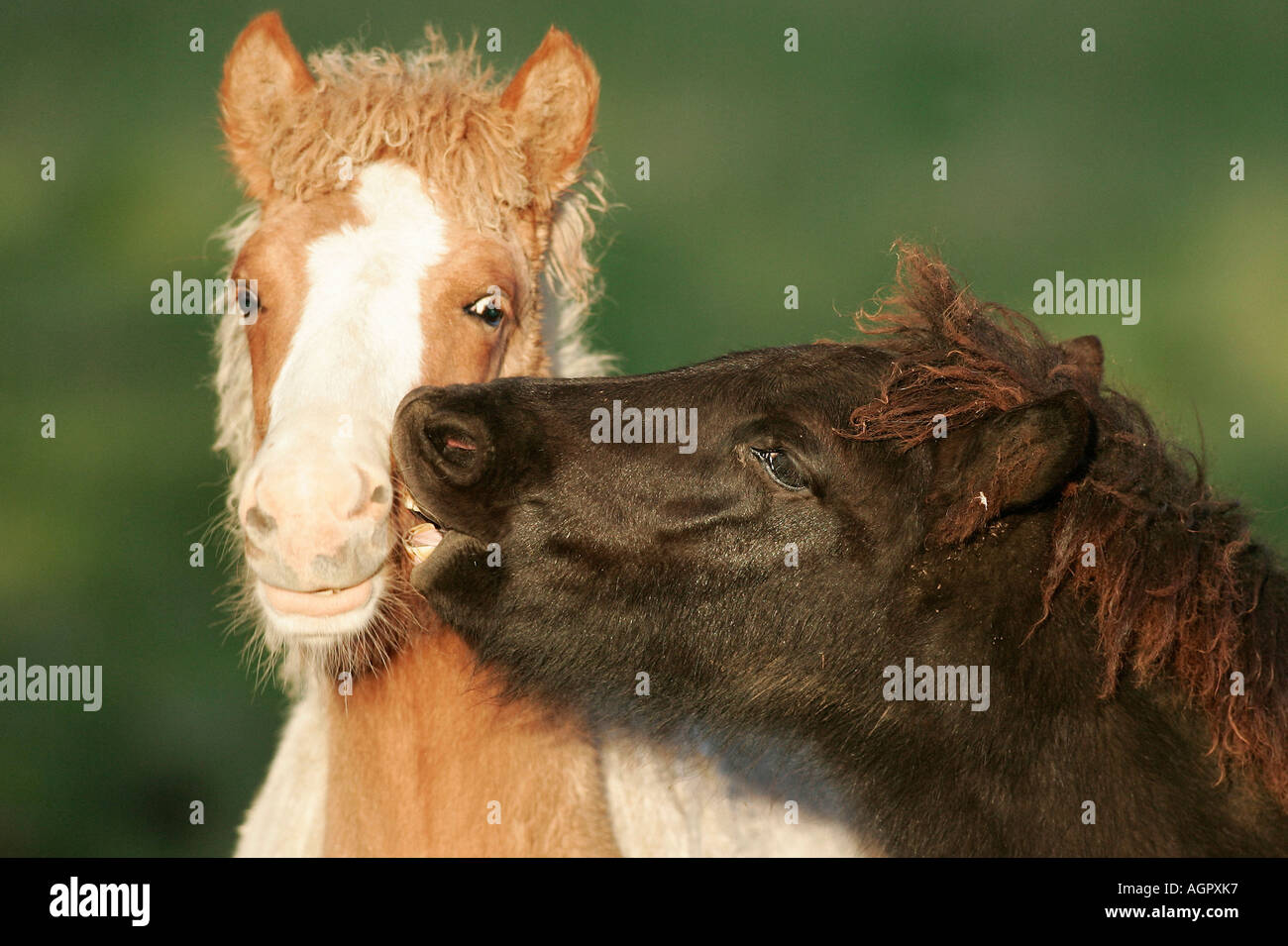 Islandic Horse / Islandpony / Islandpferd / Islaender Stock Photo - Alamy