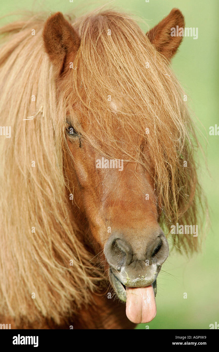 Islandic Horse / Islandpony / Islandpferd / Islaender Stock Photo - Alamy