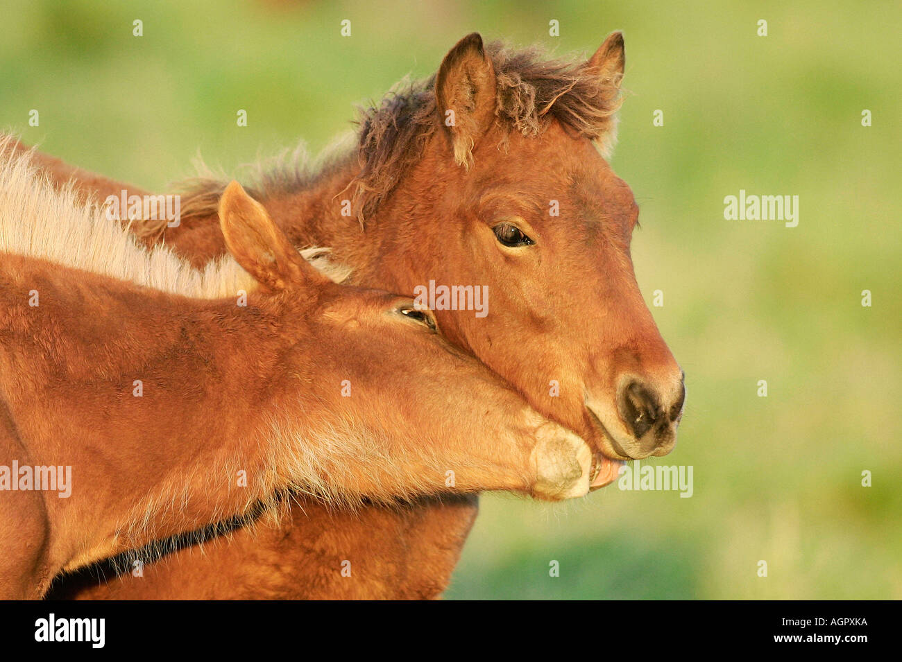 Islandic Horse / Islandpony / Islandpferd / Islaender Stock Photo - Alamy