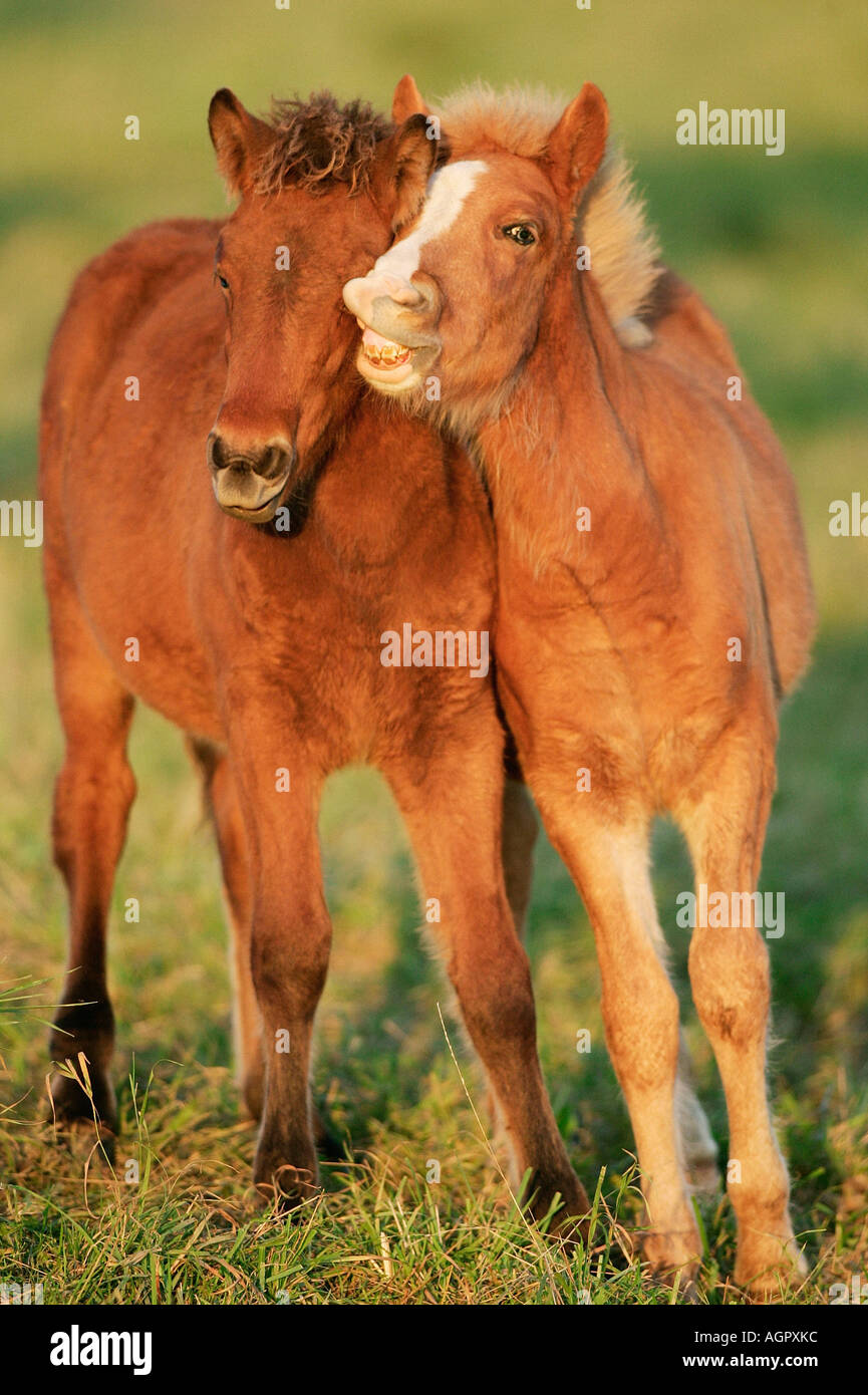 Islandic Horse / Islandpony / Islandpferd / Islaender Stock Photo - Alamy