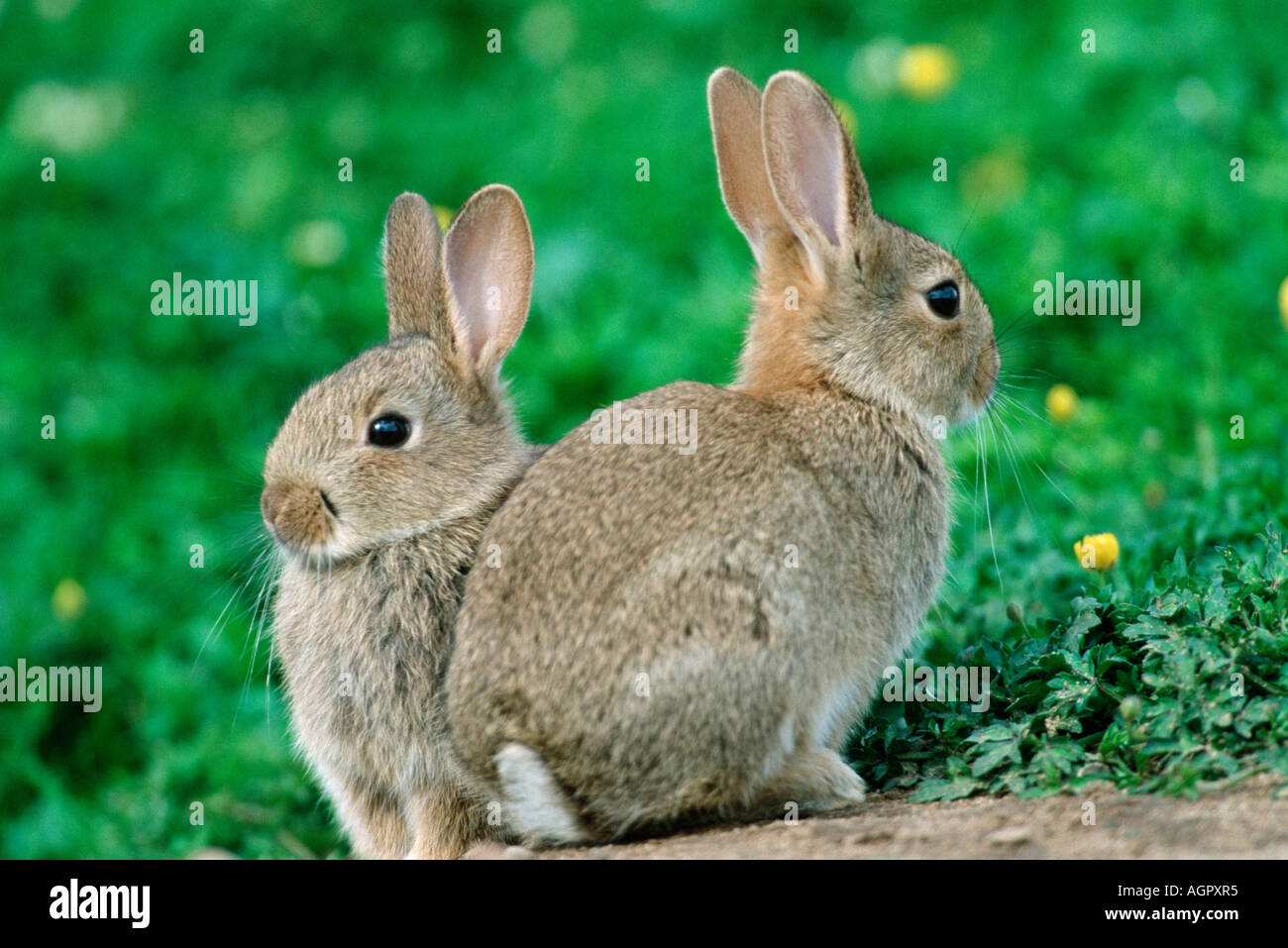 European Rabbit Mix Pair rabbits oryctolagus cuniculus hi-res stock photography and images ...