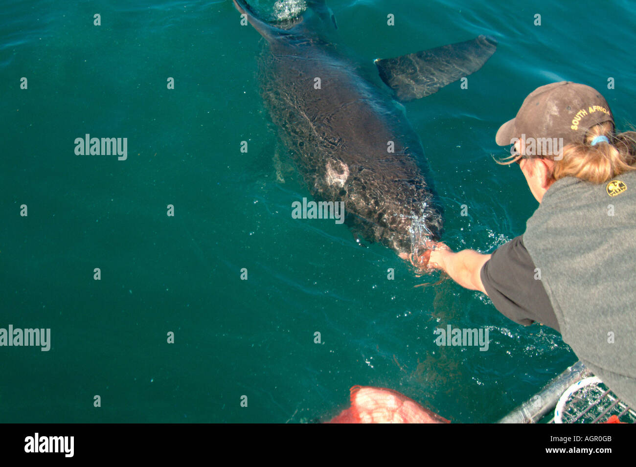 Great White Shark / White Pointer Stock Photo