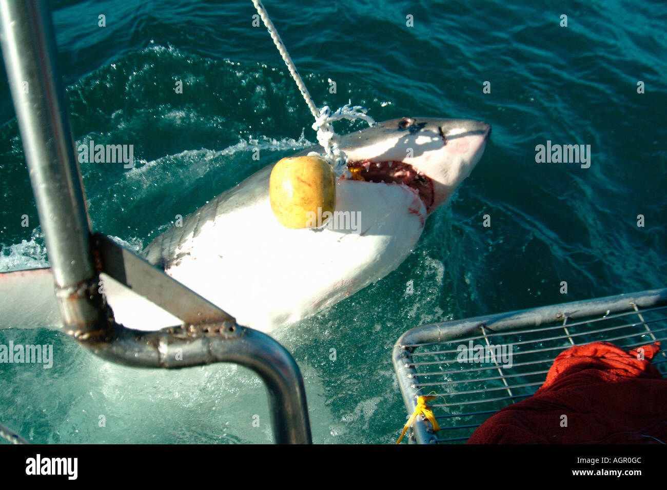 Great White Shark / White Pointer Stock Photo Alamy
