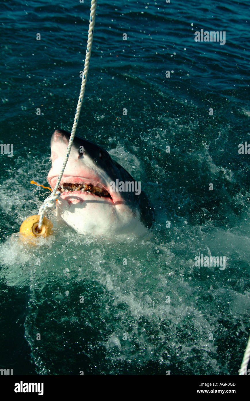 Great White Shark / White Pointer Stock Photo Alamy
