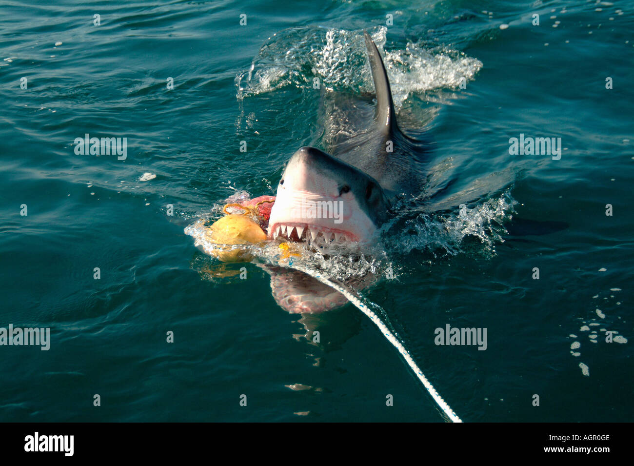 Great white shark eating hires stock photography and images Alamy