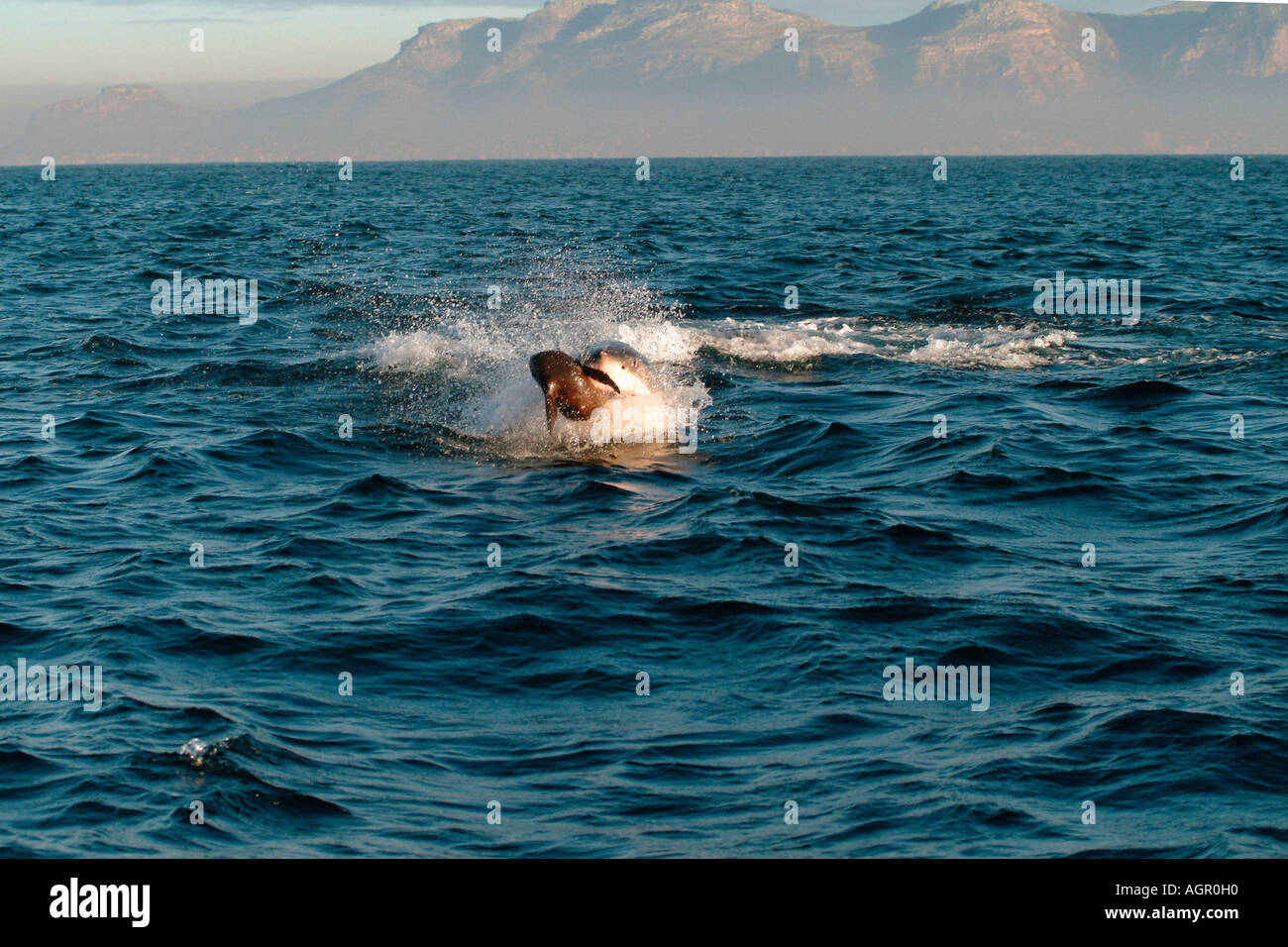 Great White Shark / White Pointer Stock Photo Alamy