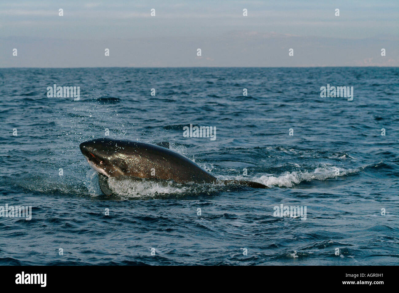 Great White Shark / White Pointer Stock Photo Alamy